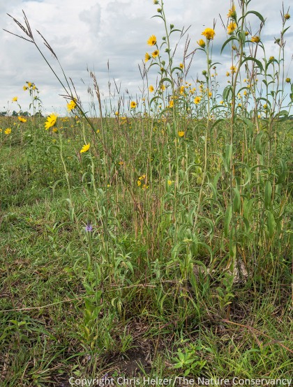 Grazing can create very important habitat structure such as this short grass/tall forb habitat at our Platte River Prairies.