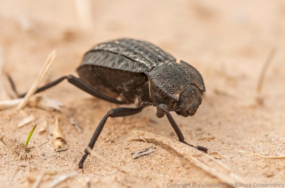 Darkling beetle