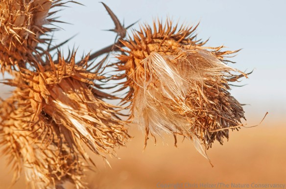 The spiny beauty of Flodman's thistle seed heads.