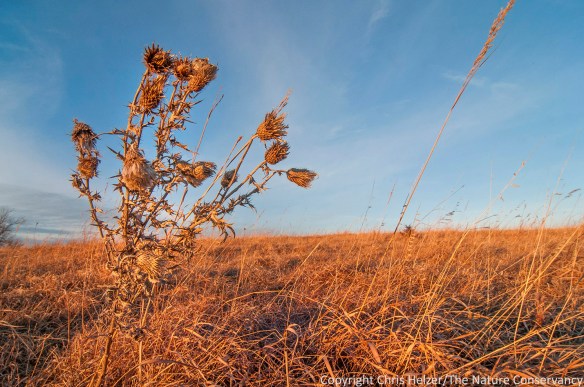 A Flodman's thistle (native species) stands out against the sky.