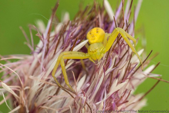 A crab spider on Flodman's thistle (Cirsium flodmanii) at the Helzer family prairie.