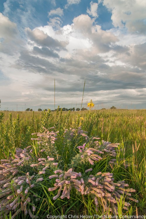 Can you name this wildflower? The Nature Conservancy's Platte River Prairies, Nebraska.