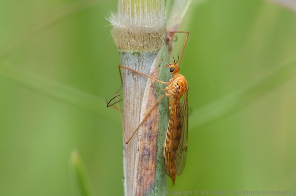 A crane fly on indiangrass at Lincoln Creek Prairie - Aurora, Nebraska.
