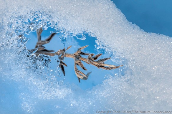 Ragweed in snow.  Niobrara Valley Preserve, Nebraska.