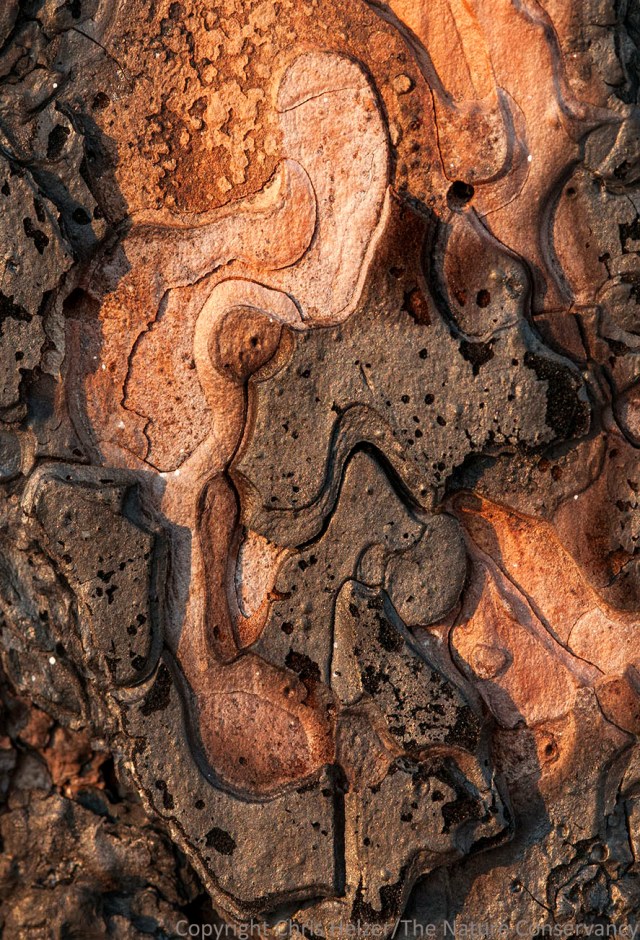 Ponderosa pine bark on a burned tree at The Nature Conservancy's Niobrara Valley Preserve, Nebraska.