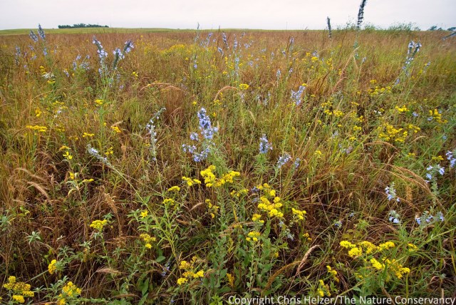 Our restored prairies can be very beautiful.