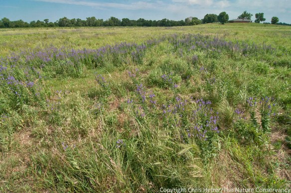 Hoary vervain (purple) helps trace the outline of this ugly patch, which is also filled with species such as sweet clover, tall dropseed, and Kentucky bluegrass.