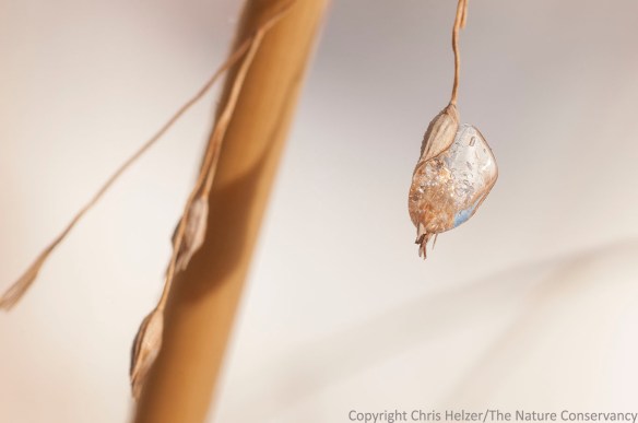 Ice on the seed head of switchgrass.  Leadership Center Prairie.  Aurora, Nebraska.
