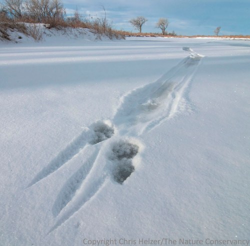 Tracks of a river otter sliding across the ice/snow.  No, I didn't see the otter.  Thanks for asking.