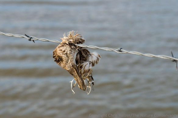 This duck got hung up and died on a fence along the edge of a wetland.