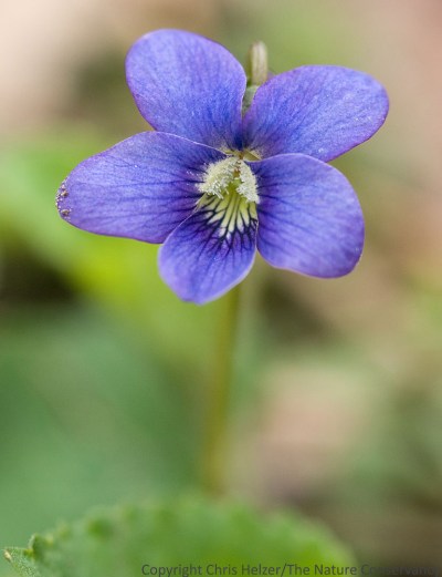 Violets are difficult to find after they are done blooming.  Even when you find them,  each plant produces few seeds (and you have to get them before the pods pop open and toss the seeds away...)