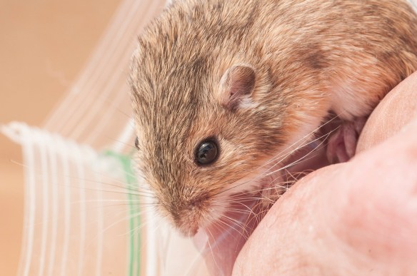 The plains pocket mouse.