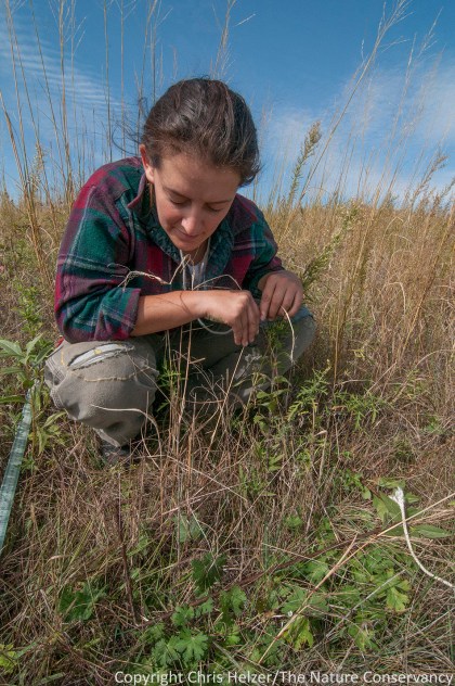 The author collecting vegetation data for her small mammal research project.