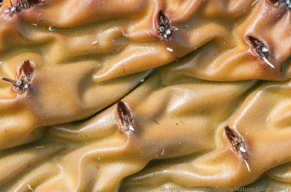 I was mesmerized by the colors and patterns in the scorched cacti.