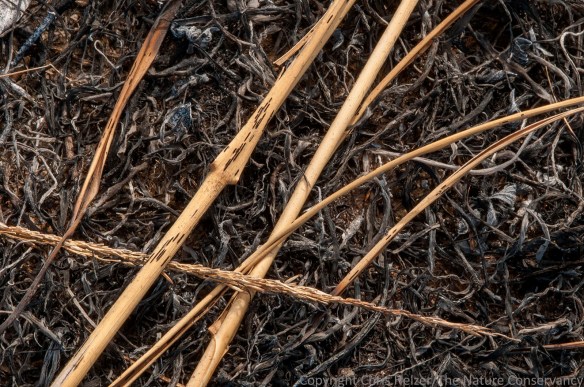 Tall dropseed (Sporobolus compositus) on ashes.