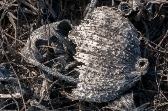 The remains of a milkweed pod (Asclepias syriaca).