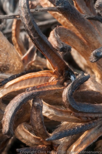 Partially burned seed pods of fourpoint evening primrose (Oenothera rhombipetala).