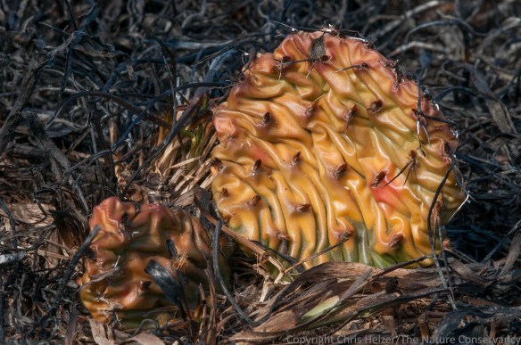 Prickly pear cactus after a prairie fire.  Fire doesn't kill the plants, but does set them back for a while.  