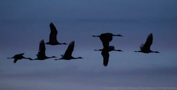 Flying cranes silhouetted against the dusk.  The Nature Conservancy's Platte River Prairies, Nebraska.