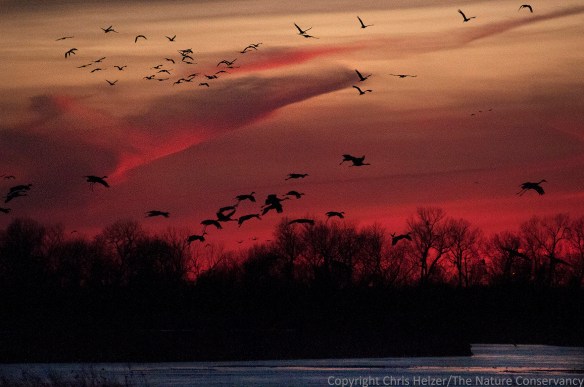 Sandhill cranes landing on the Platte River, where they will roost overnight.  Because of low light levels, this photo was taken with an ISO of 2000, making it relatively grainy.