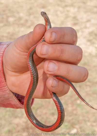 Jasmine (one of our Hubbard Fellows) held the snake to show the colorful underside it is named after.