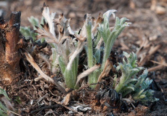 Green sage (Artemisia campestre) 