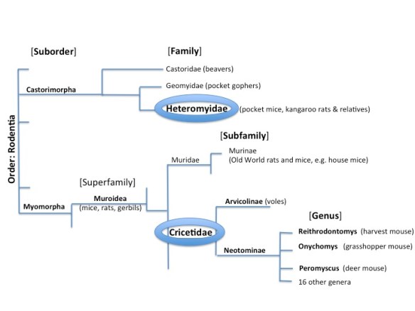 This is a very simplified phylogenetic tree of the Order Rodentia. Phylogenetic trees show the inferred evolutionary relationships among species based on similarities/differences in physical and/or genetic characteristics. So whenever two branches come together, it's understood that the join represents the most recent common ancestor. FYI, there are a lot of other critters in the Order Rodentia that are not shown; there are 5 suborders I'm not showing and many branches that diverge from those suborders. Also length of lines is for convenience and doesn't represent any timescale.