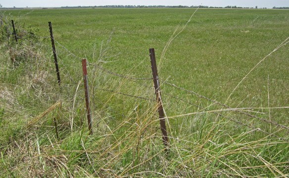 When we acquire properties, fences are often in bad shape.  This one has multiple layers and ages of barbed wire and needs to be removed and replaced.
