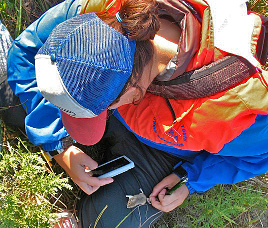 Look!  A photo of me taking a photo of a pocket mouse!