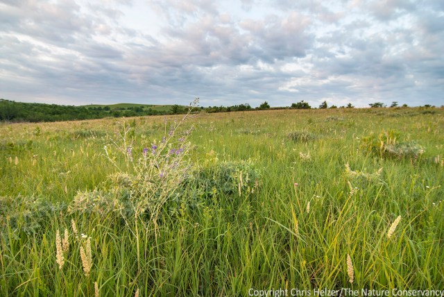 There are an awful lot of tillers in this sward.  Too many to count - even for a graduate student.