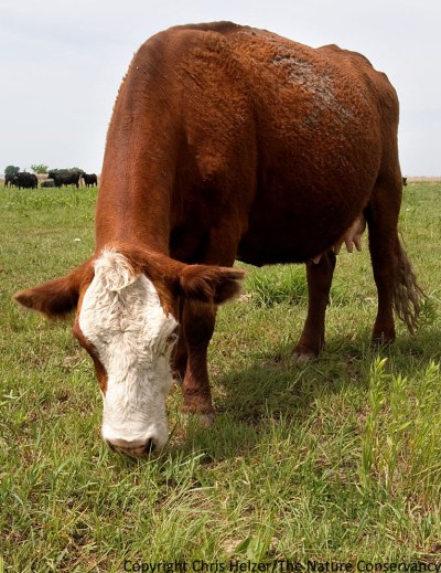 Cattle and other large herbivores have to deal with a number of plant defenses, from silica and other compounds that make plants difficult to eat and digest to chemicals that make them bad tasting or toxic.