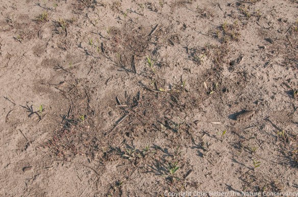 The monoculture plots were planted only with big bluestem,