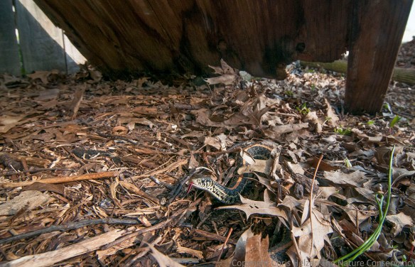A big female plains garter waits patiently for us to put her wooden shelter back in place.