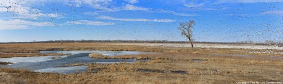 Snow geese.  March 3, 2015.  3pm.