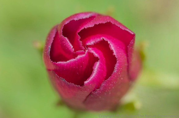 Purple poppy mallow (Callirhoe involucrata).  TNC Platte River Prairies, Nebraska.