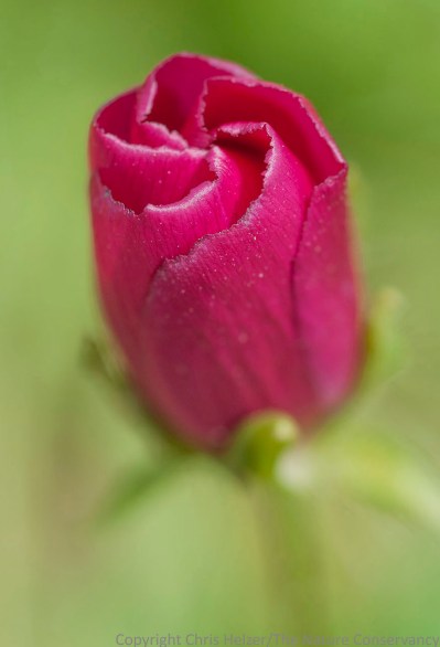 Purple poppy mallow (Callirhoe involucrata).  TNC Platte River Prairies, Nebraska.