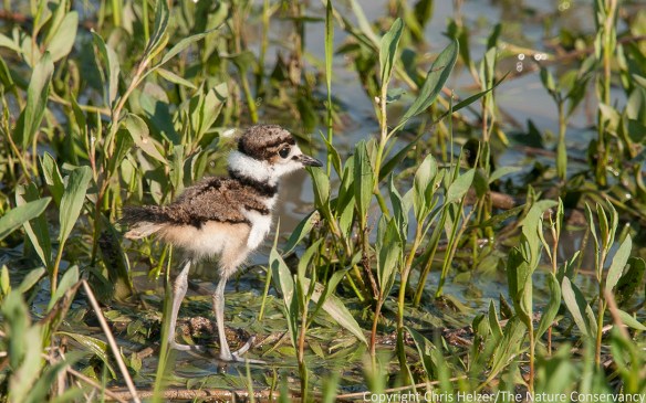 Killdeer chick at the Helzer family prairie.  