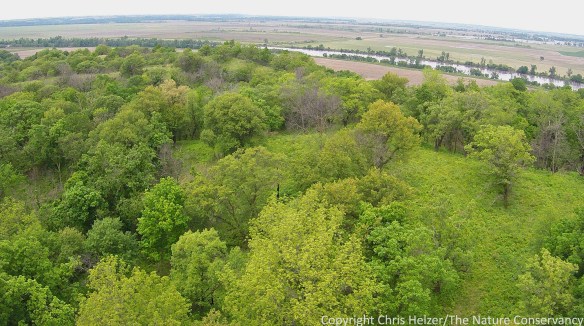 This photo shows a ridge where we've been working for more at least 15 years to beat back brush with fire and mechanical treatments.  Nelson didn't have to shred this area this year because the brush is finally starting to give way to more herbaceous plants. 