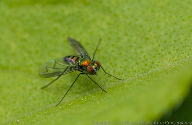 These beautiful metallic-looking flies were pretty abundant the day were at the site.  I saw several in the clutches of spiders, but didn't manage to photograph any of those.  