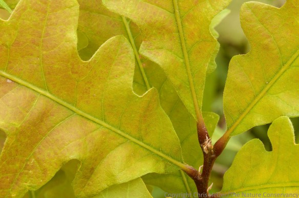 A close-up photo of bur oak leaves.