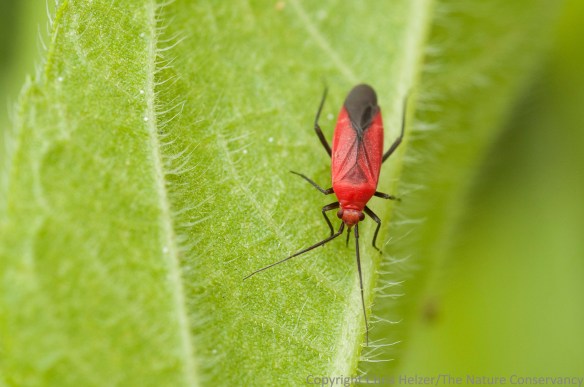 I'm not sure what species of bug (and it is a true bug) this nymph is, but it sure was striking against the green leaves it was feeding on.  I watched it repeatedly stick its long proboscis into this leaf as it moved across it.