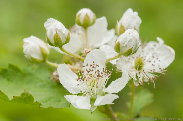 There are a couple species of raspberries, or close relatives, at Rulo Bluffs, but I don't know what species they are.  This one was particularly beautiful the day we were there.