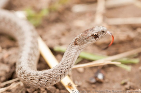 This beautiful little brown snake was about 10 inches long.  I spotted it  as it was making its way through one of the areas Nelson had just shredded.