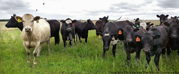 Cattle joining the photographer for lunch  Platte River Prairies.