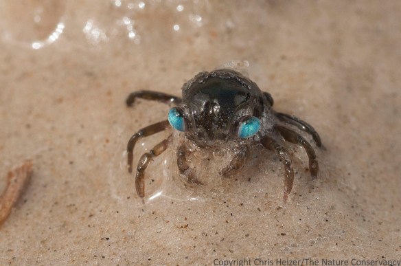 Crab larva(?) the beach at Padre Island National Seashore.  Gulf coast of Texas near Corpus Christi.