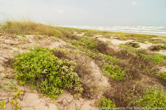 Padre Island National Seashore.  Corpus Christi, Texas.