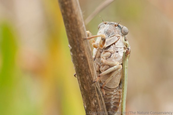 Cicada. San Jose Island.  Gulf of Mexico.  Port Aransas, Texas.