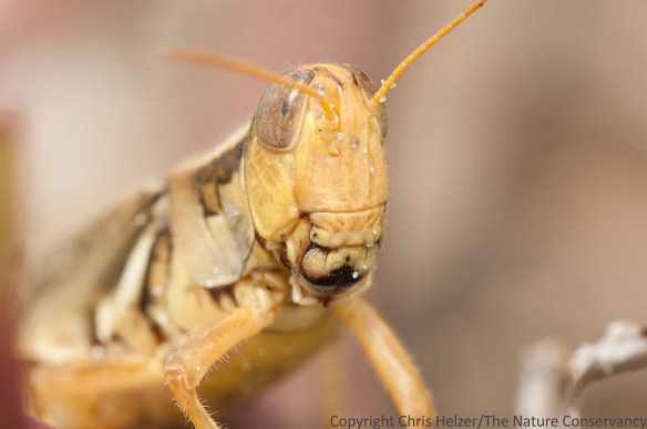 Grasshopper.  San Jose Island.  Gulf of Mexico.  Port Aransas, Texas.
