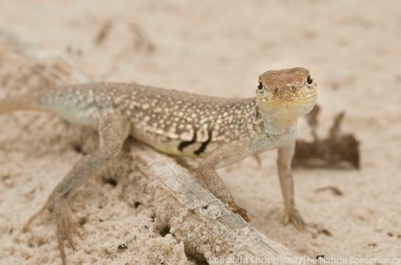 Lizard.  San Jose Island.  Gulf of Mexico.  Port Aransas, Texas.