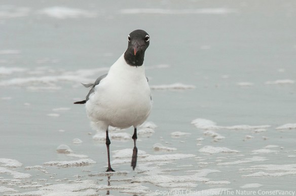 Gull at Padre Island National Seashore.  Corpus Christi, Texas.